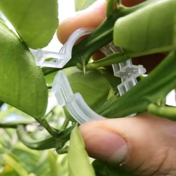 clips pour plante 100pcs